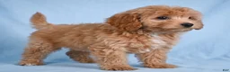 Cavapoo dogs for sale: LILLY - Ad 3