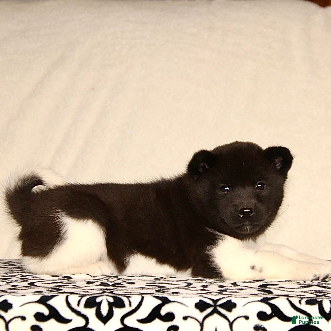 Akita dogs for sale: Aster - Ad 2