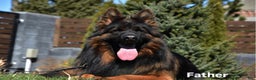 German Shepherd dogs for sale: Sugar - Ad 4