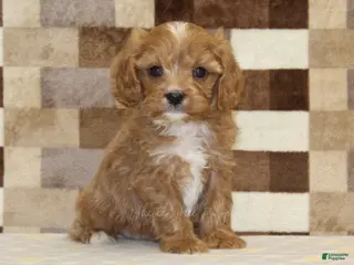 Cavapoo dogs George - Ad 23