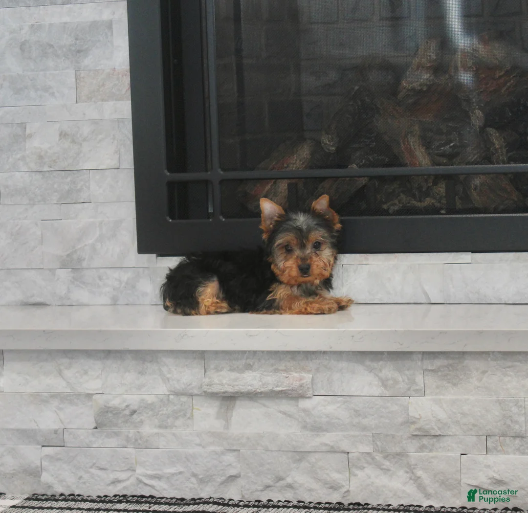 Yorkshire Terrier dogs for sale: Radar - Ad 2
