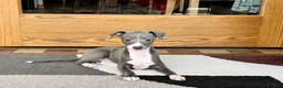 Italian Greyhound dogs for sale: Pj - Ad 9