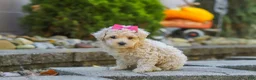 Maltipoo dogs for sale: Maple - Ad 4