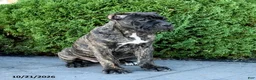 Cane Corso dogs for sale: Lyrica - Ad 2