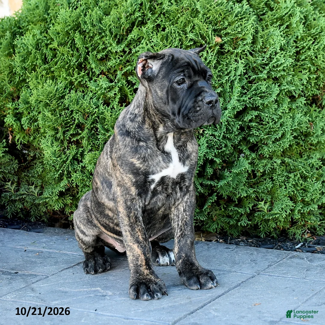 Cane Corso dogs for sale: Lyrica - Ad 2
