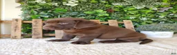 Labrador Retriever dogs for sale: Mindy - Ad 9