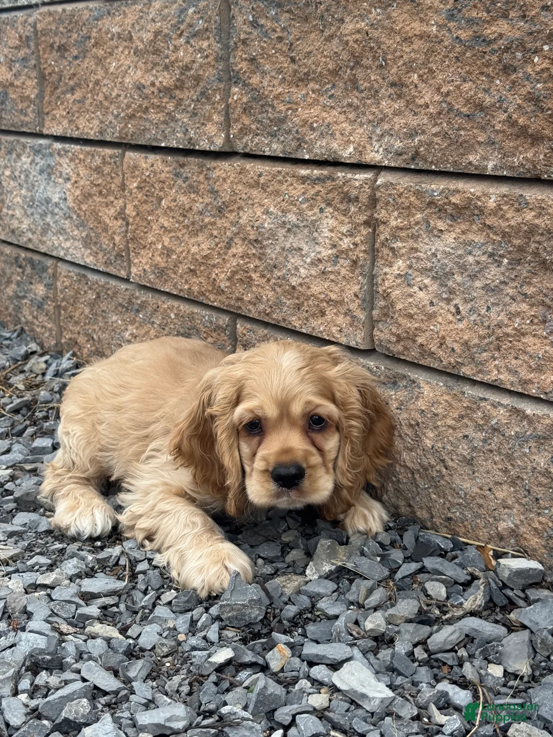 Cocker Spaniel dogs for sale: Chief  - Ad 2
