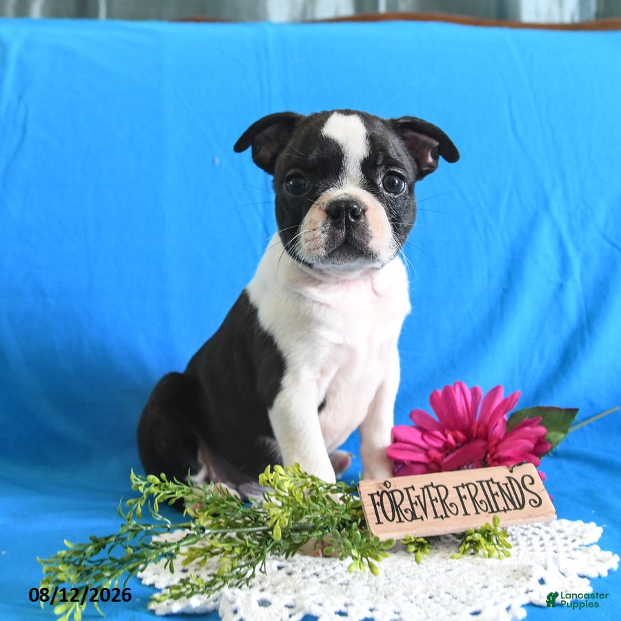 Boston Terrier dogs Zippy - Ad 2