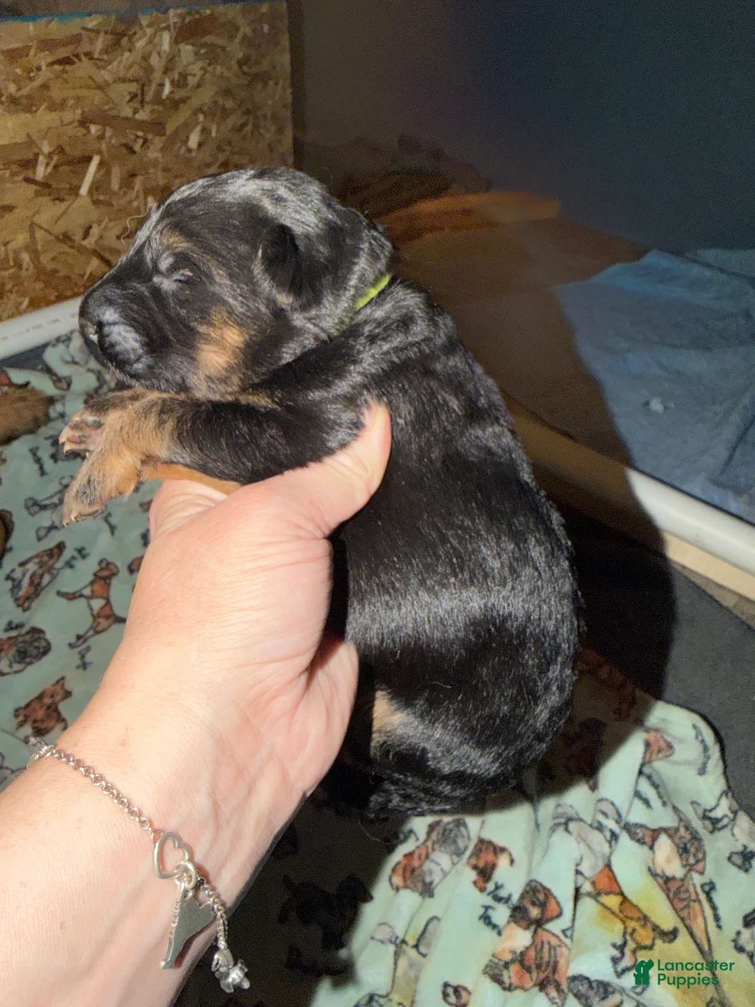 German Shepherd dogs for sale: Lh Champion bred import male - Ad 13