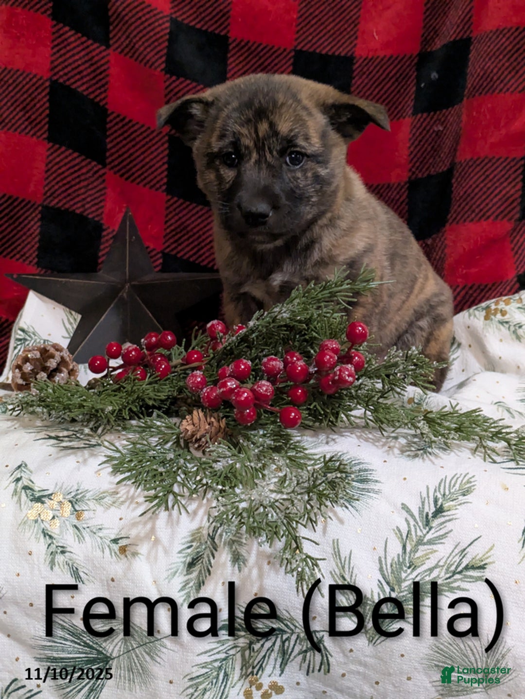 Mixed Breed dogs for sale: Bella - Ad 1