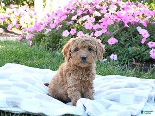 Miniature Labradoodle dogs - Ad 37