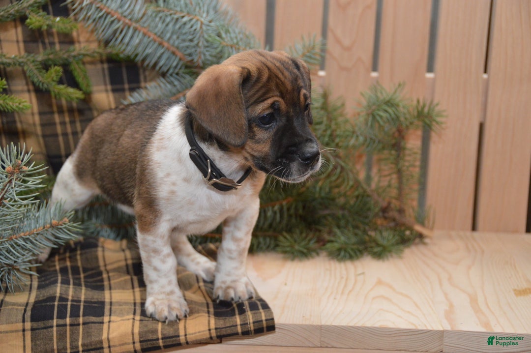 Jug dogs for sale: Alex - Ad 4