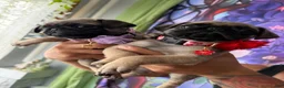 Pug dogs for sale: Pink collar - Ad 8