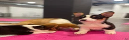 Welsh Corgi Pembroke dogs for sale: 🐾❤️Clarissa Corgi - Ad 4