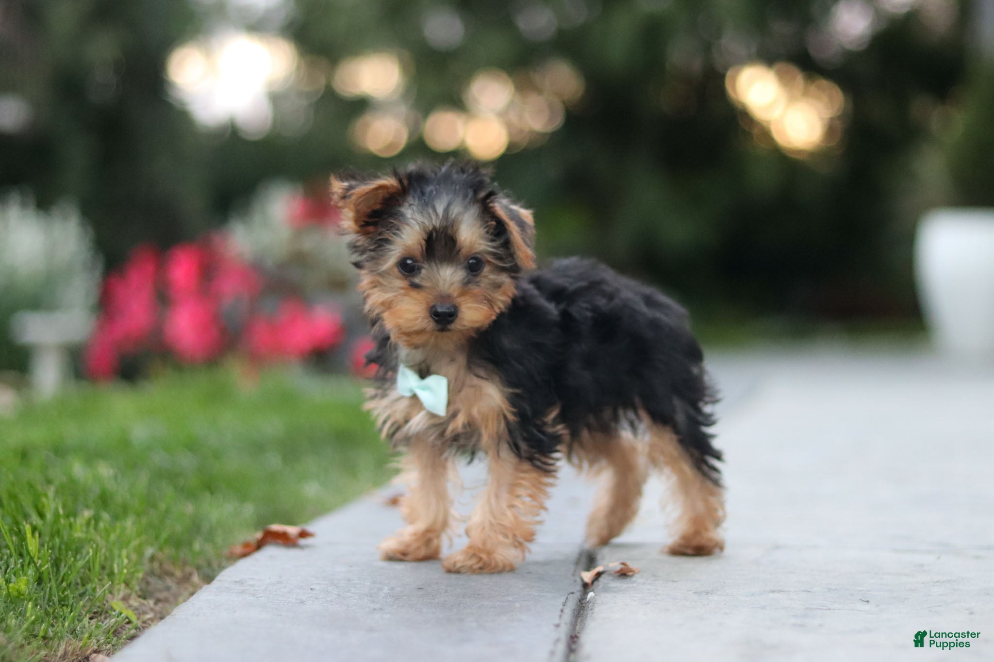 Yorkiepoo dogs Tucker - Ad 2