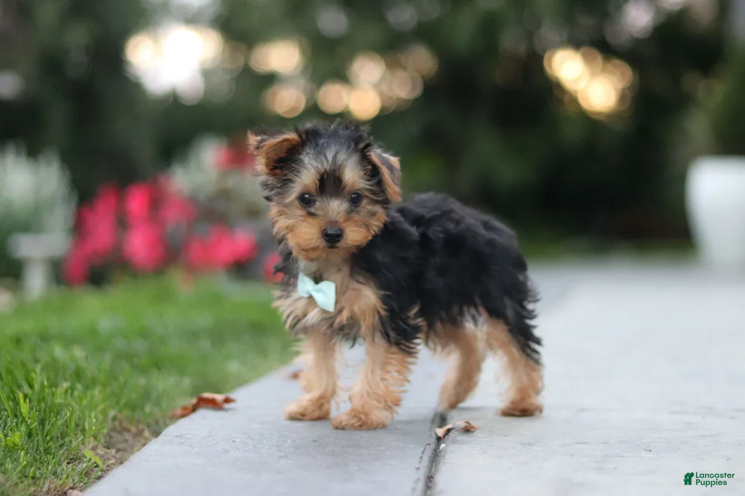 Yorkiepoo dogs for sale: Tucker - Ad 2