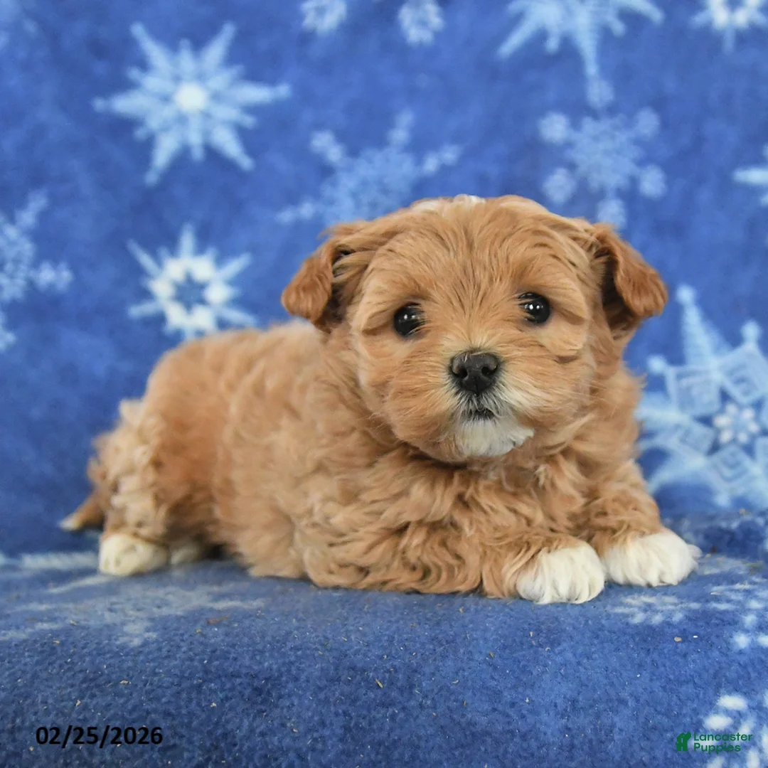 Maltipoo dogs for sale: Gwendolyn - Ad 3