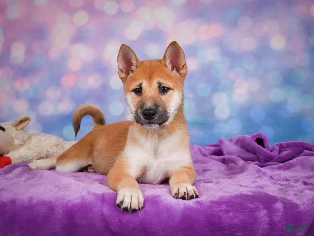 Shiba Inu dogs for sale: Luna - Ad 1