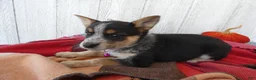 Australian Cattle Dog dogs for sale: Australian Cattle Dog 7 Lynette - Ad 4