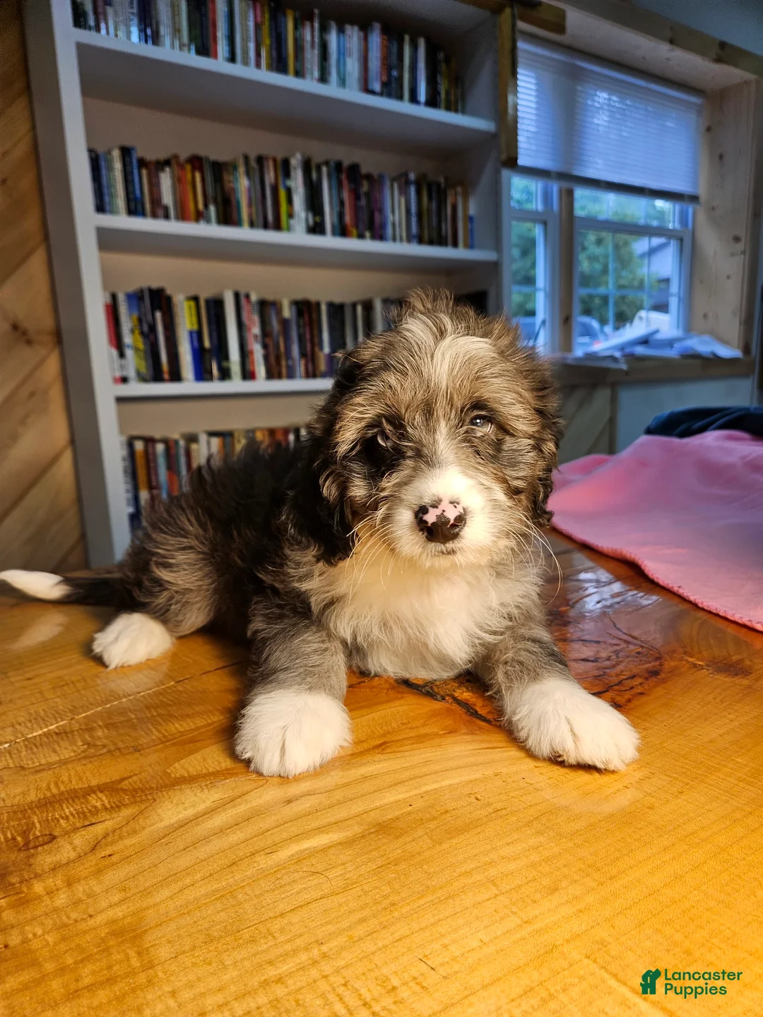 Mixed Breed dogs for sale: Cloud - Ad 8