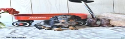Miniature Dachshund dogs for sale: Tanya - Ad 1