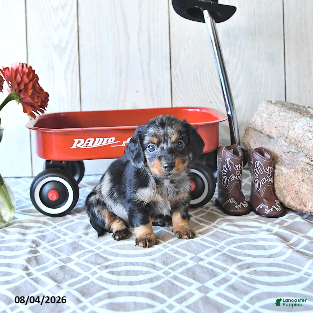 Miniature Dachshund dogs for sale: Tanya - Ad 1
