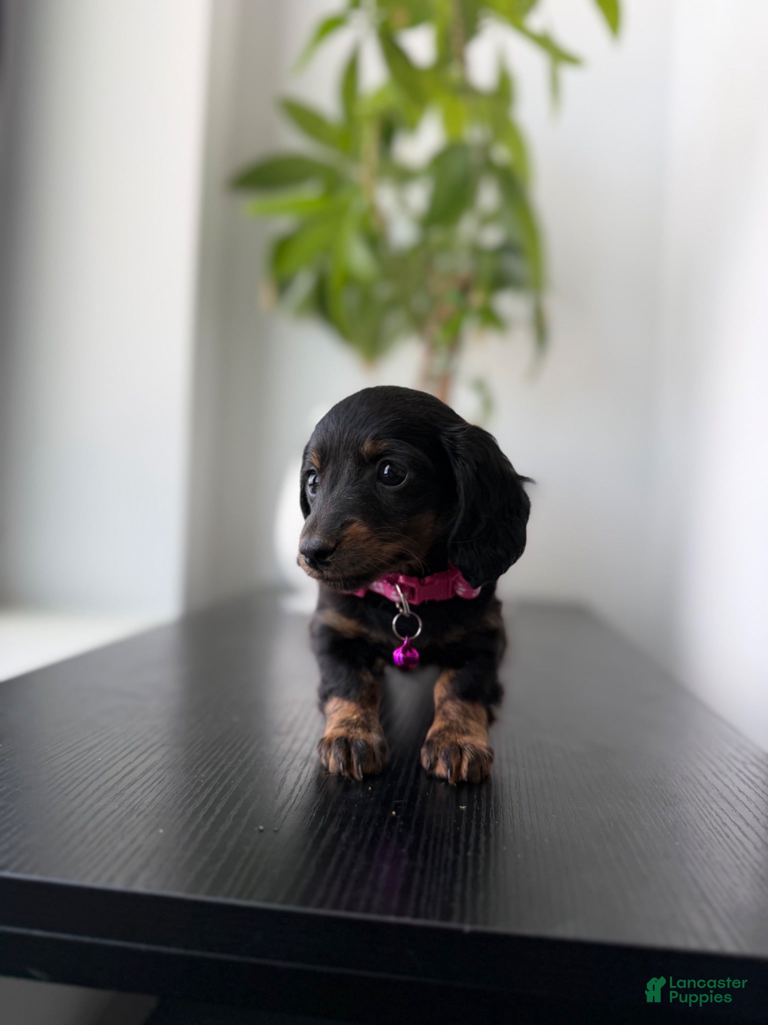 Miniature Dachshund dogs Daphnie - Ad 2