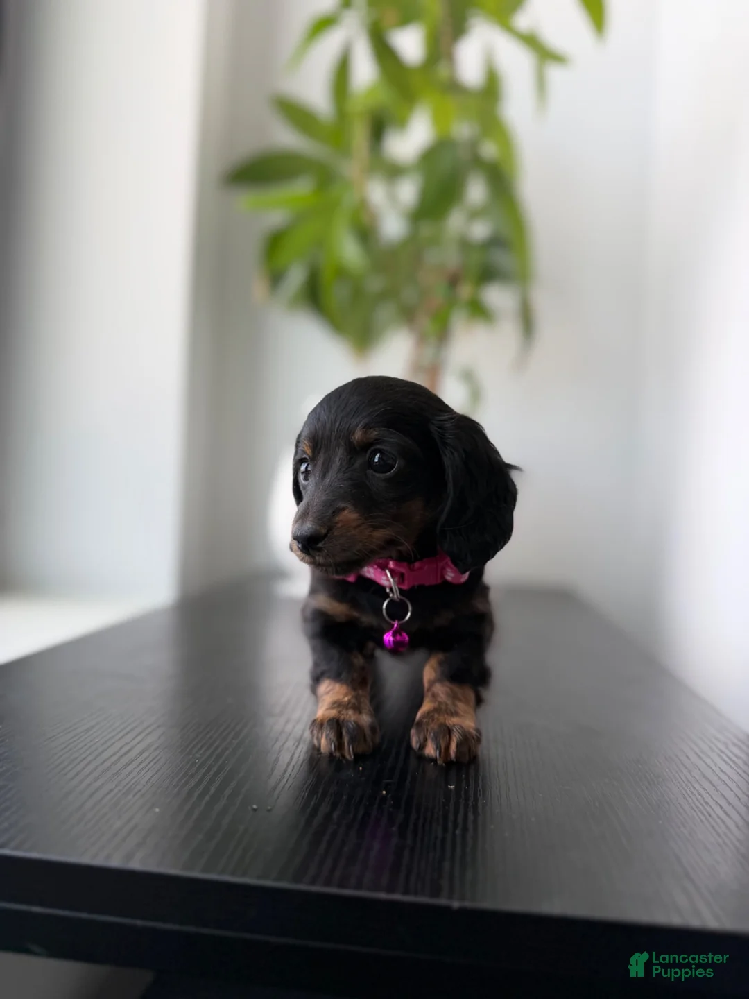 Miniature Dachshund dogs for sale: Daphnie - Ad 2