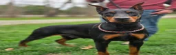 Doberman Pinscher dogs for sale: Cedric - Ad 8