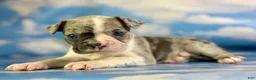 Frenchton dogs for sale: Loki - Ad 3