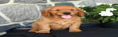 Walter