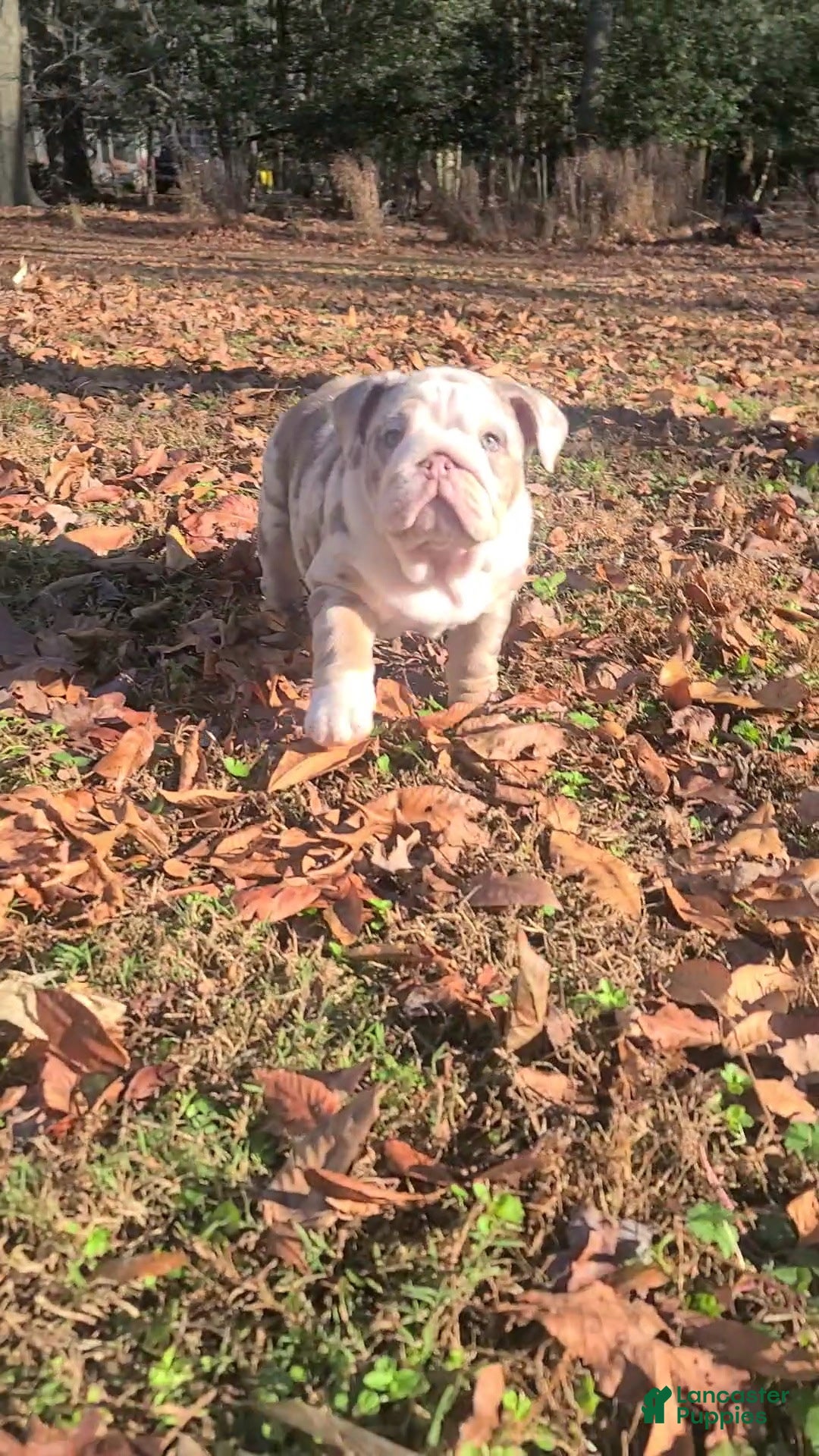 English Bulldog dogs for sale: English Bulldog litter of 3 puppies - Ad 5