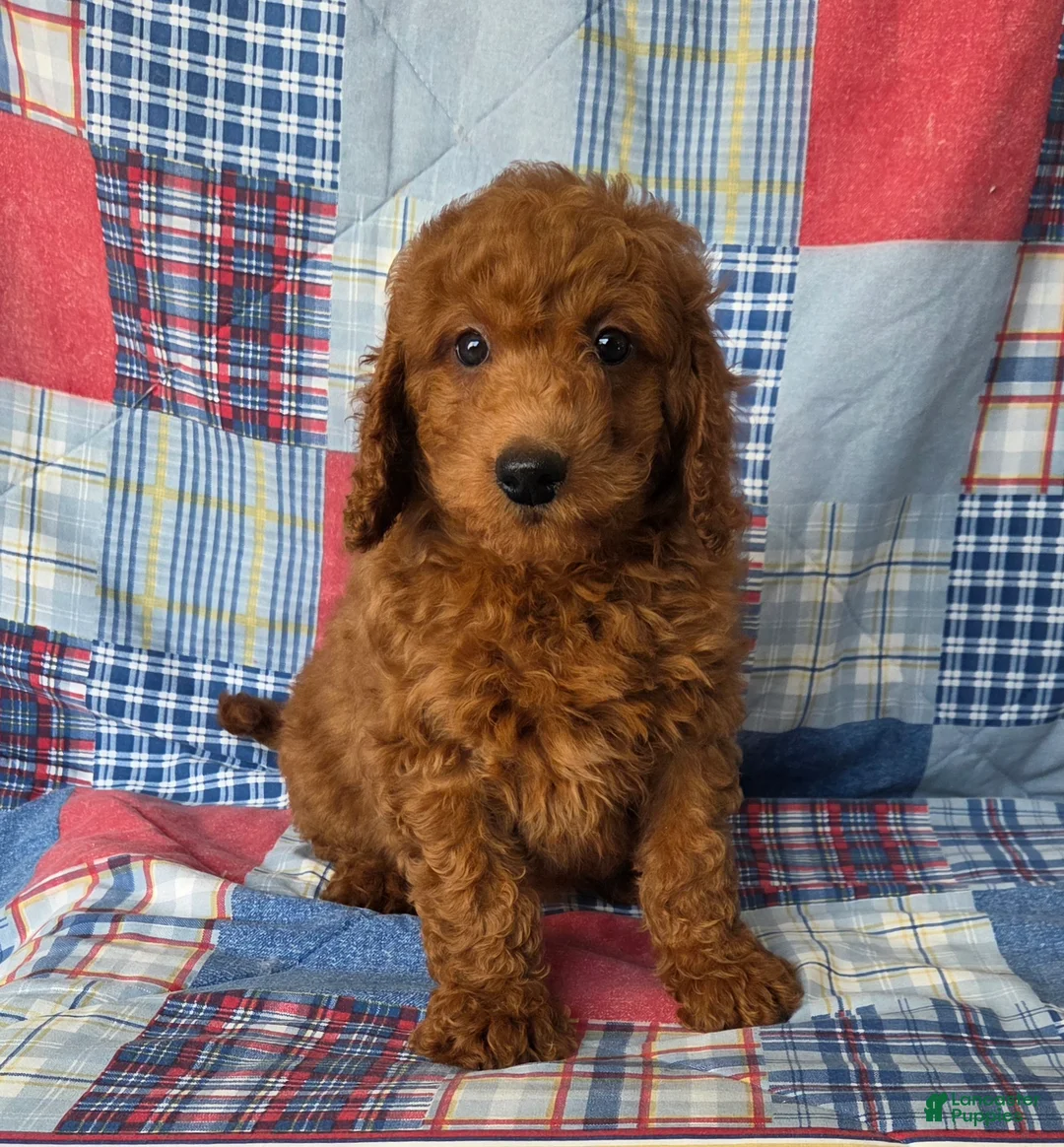 Mini Goldendoodle dogs for sale: Rover  - Ad 2