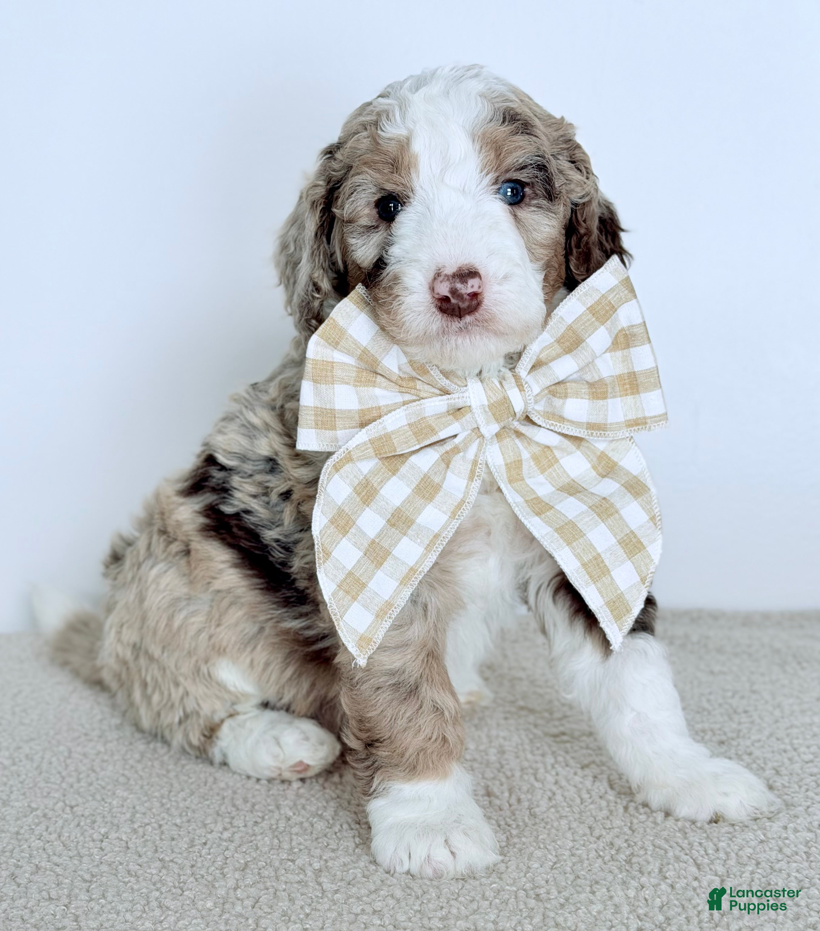 Bernedoodle dogs Mercy - Ad 6