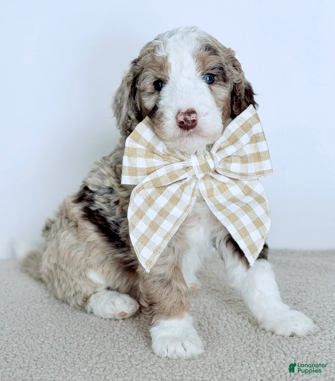 Bernedoodle dogs for sale: Mercy - Ad 1