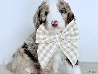 Bernedoodle dogs Mercy - Ad 6