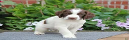 English Springer Spaniel dogs for sale: Dodge - Ad 1