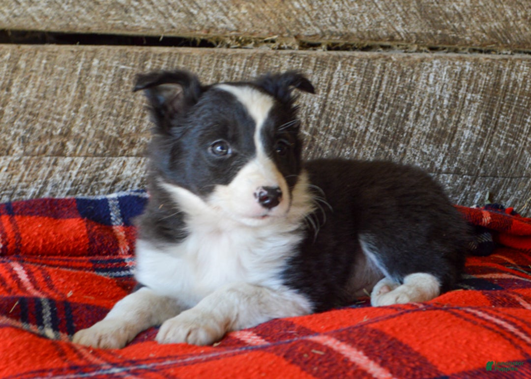 Mixed Breed dogs for sale: Sonny - Ad 3