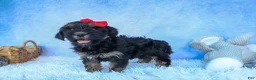 Shorkie dogs for sale: SAMMY - Ad 5