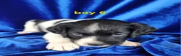 Brittany Spaniel dogs for sale: French Brittany boy 6 - Ad 3