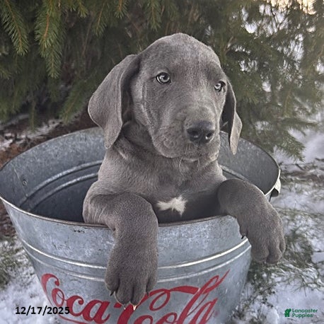 Great Dane dogs Sky - Ad 3