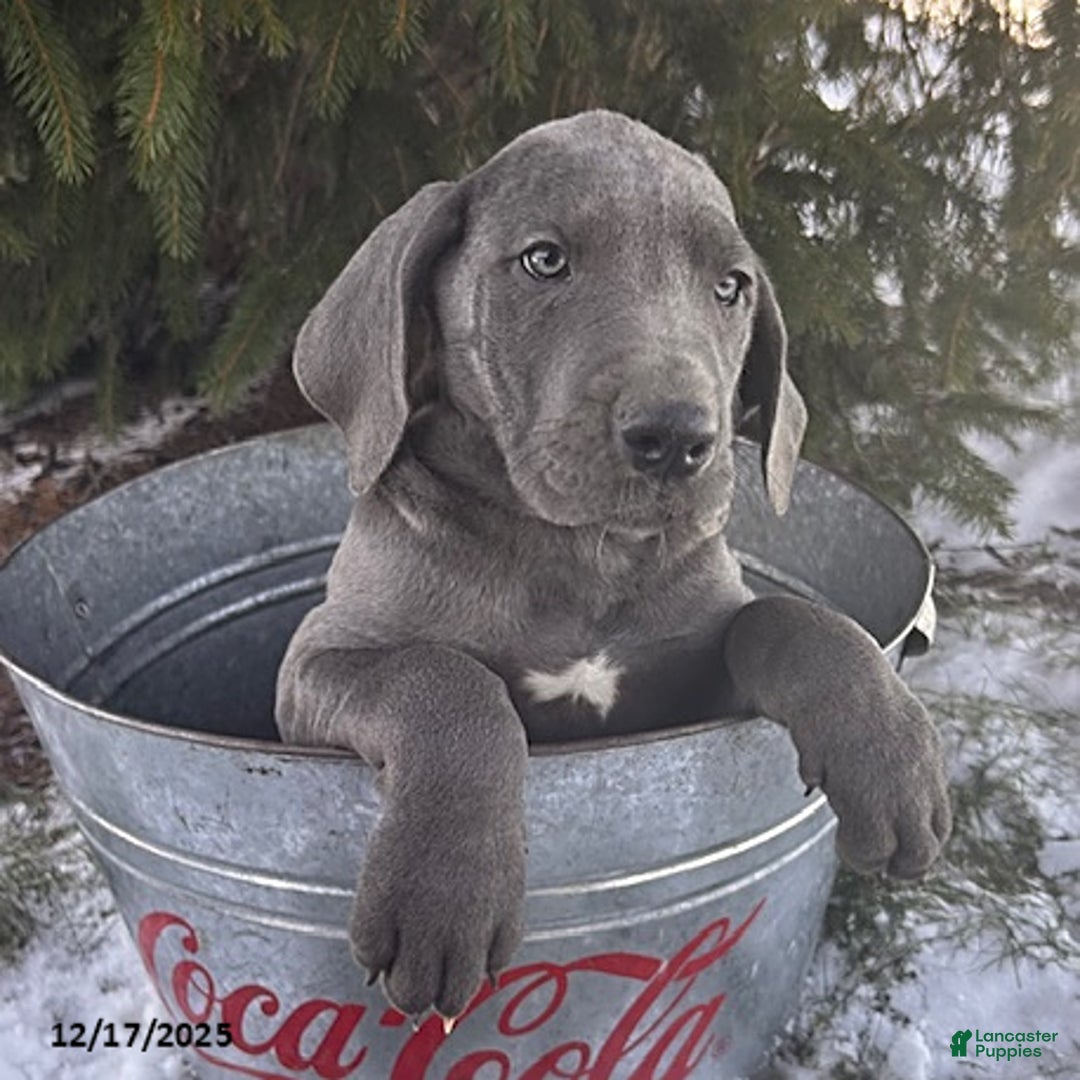 Great Dane dogs for sale: Sky - Ad 1