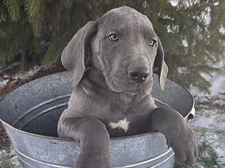 Great Dane dogs Sky - Ad 3