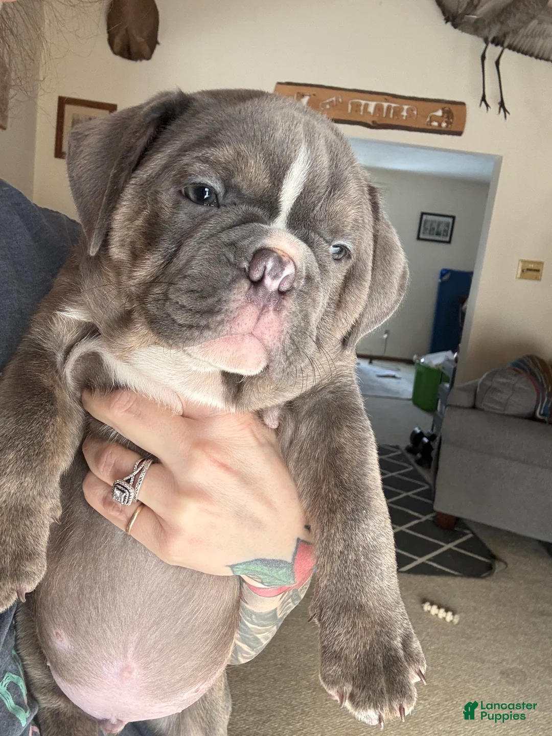 Mixed Breed dogs for sale: Mayor - Ad 5