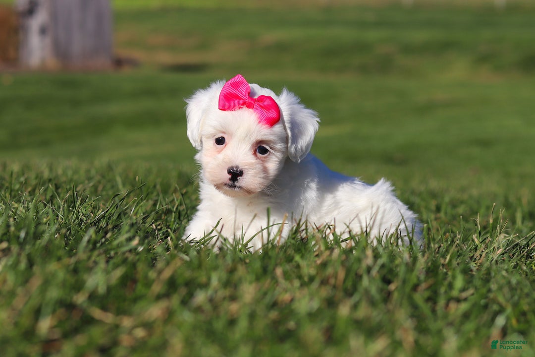 Shihpoo dogs for sale: Lily - Ad 4