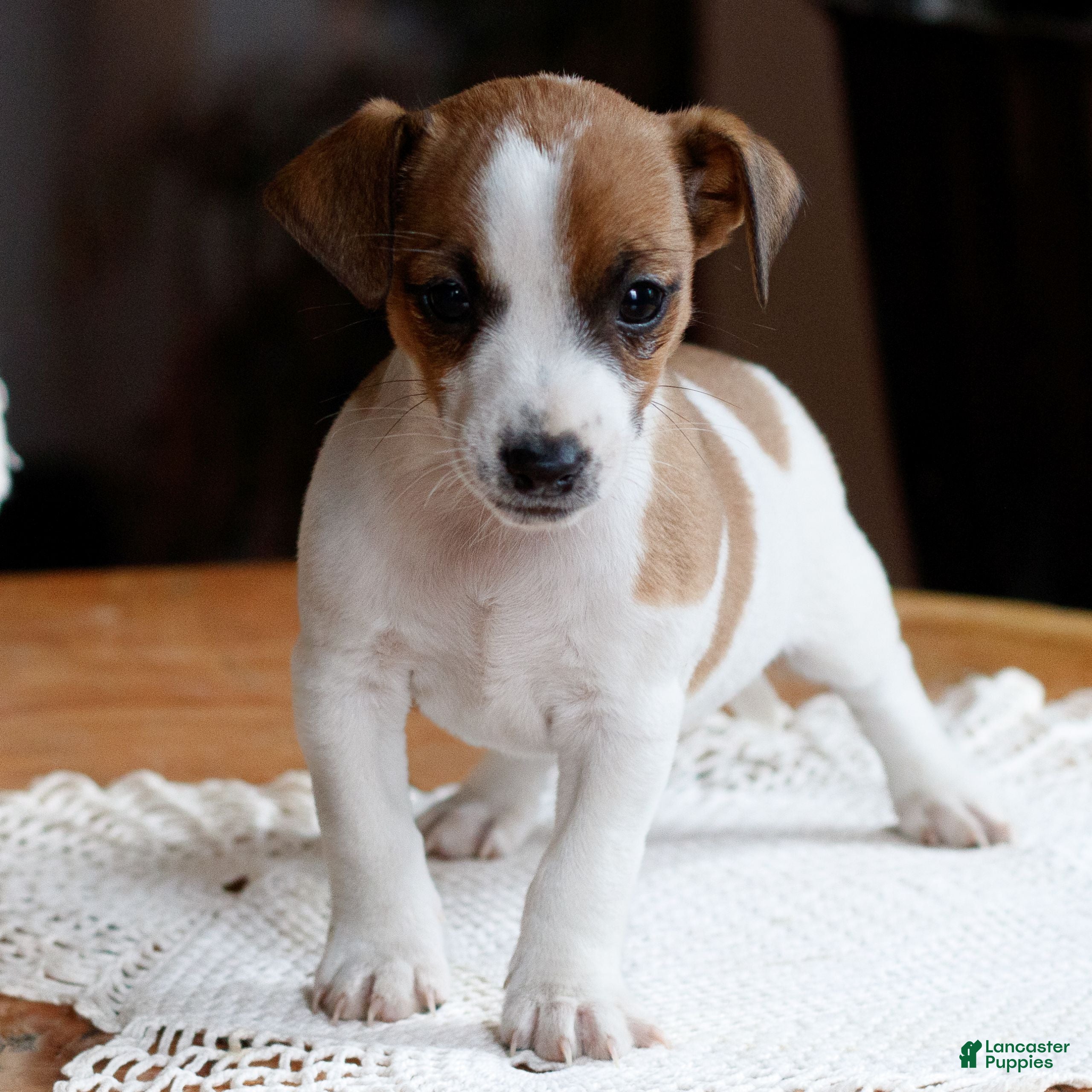 Jack Russell Terrier dogs Zach  - Ad 5