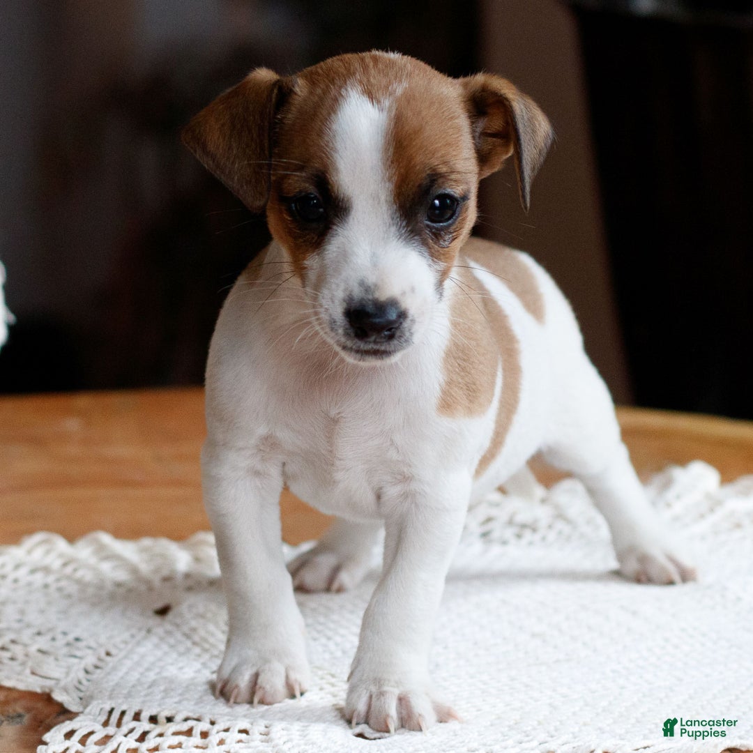 Jack Russell Terrier dogs for sale: Zach  - Ad 1