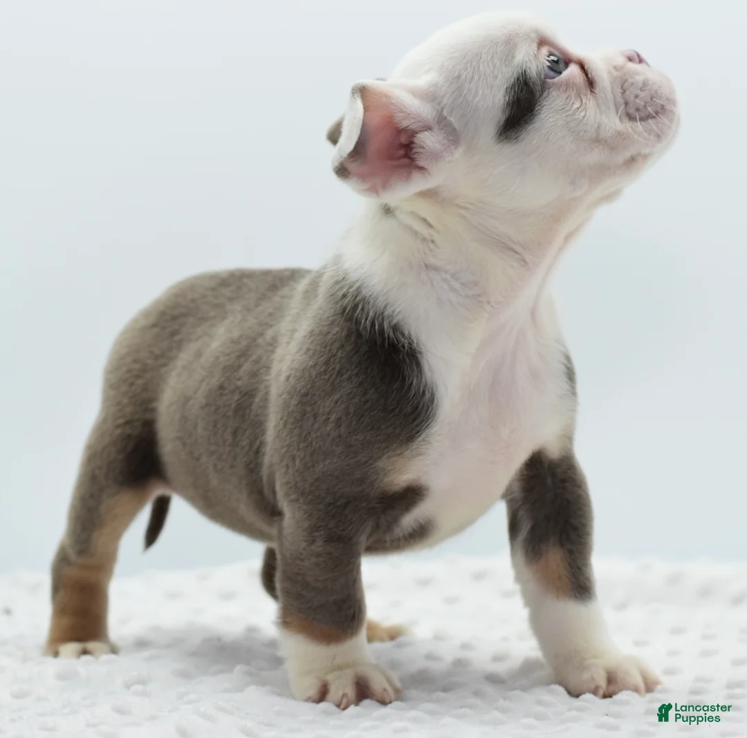 Mixed Breed dogs for sale: Lily tricolor hybrid  - Ad 14