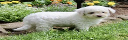 Bichpoo dogs for sale: Loki - Ad 5