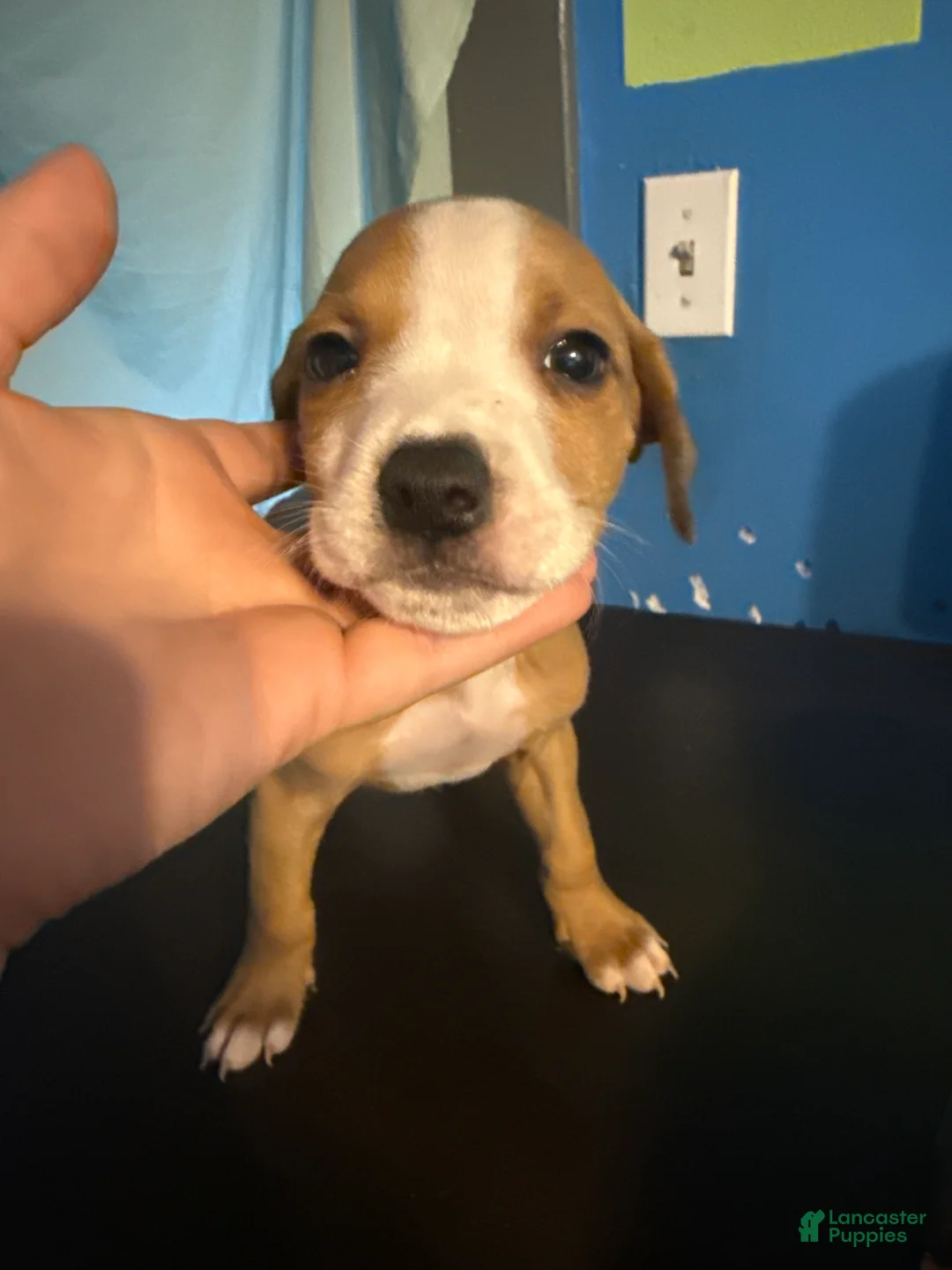 Mixed Breed dogs for sale: Mixed Breed Puppy 3 - Ad 1